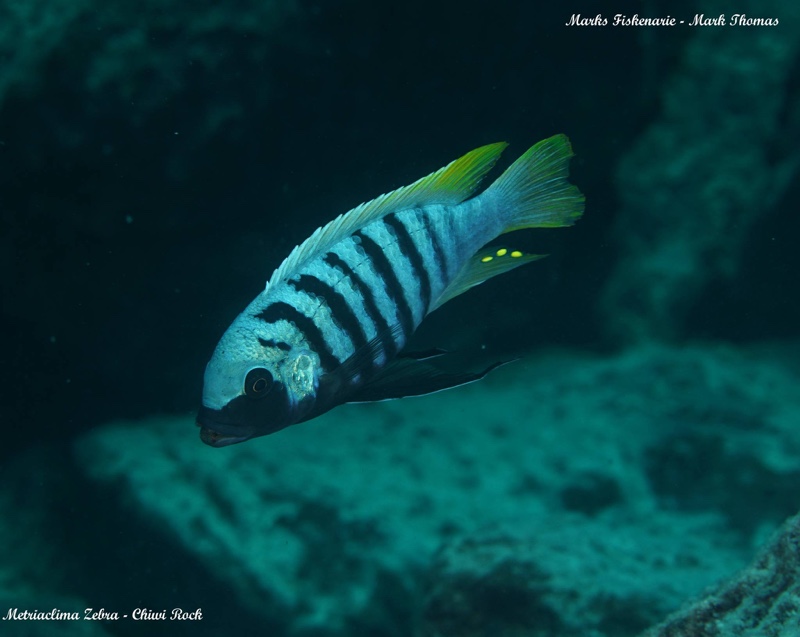 Maylandia zebra 'Chiwi Rocks'